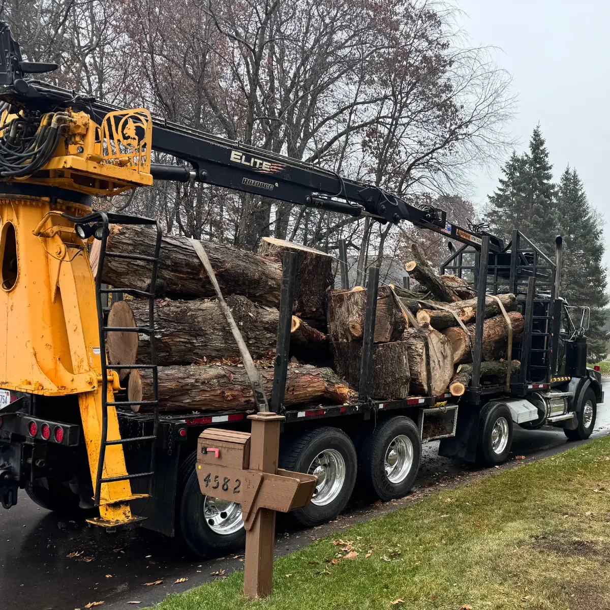 Tree service in Cedar Springs, MI, by Big Chipper Tree Service.