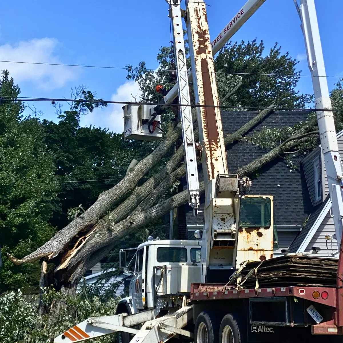 Tree service in Alto, MI, by Big Chipper Tree Service.