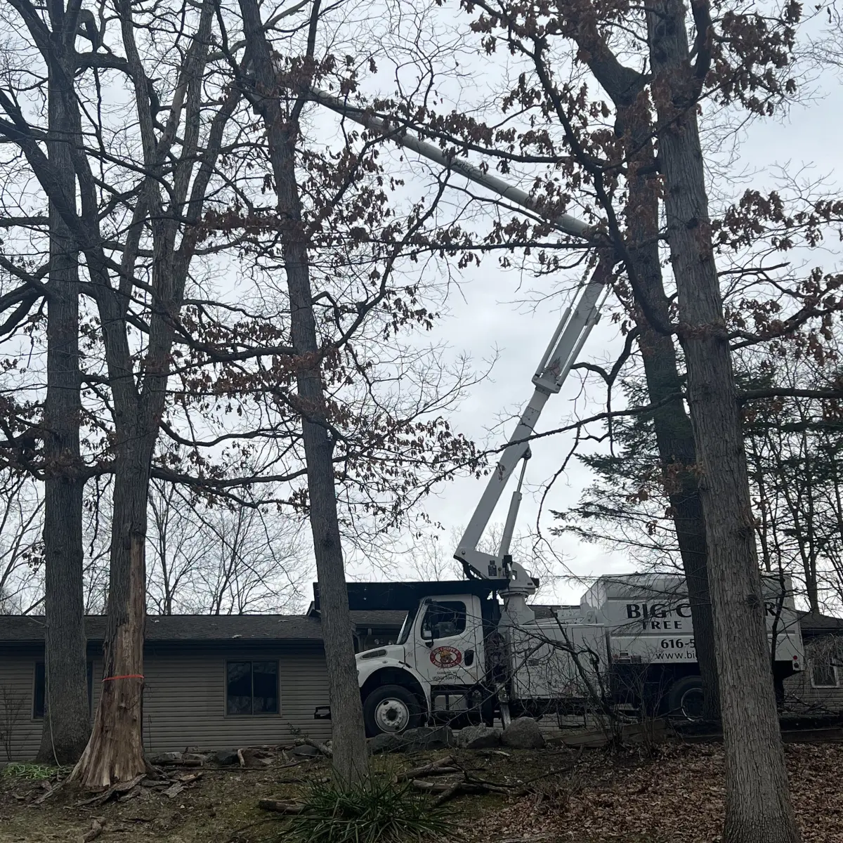 tree service in zeeland mi