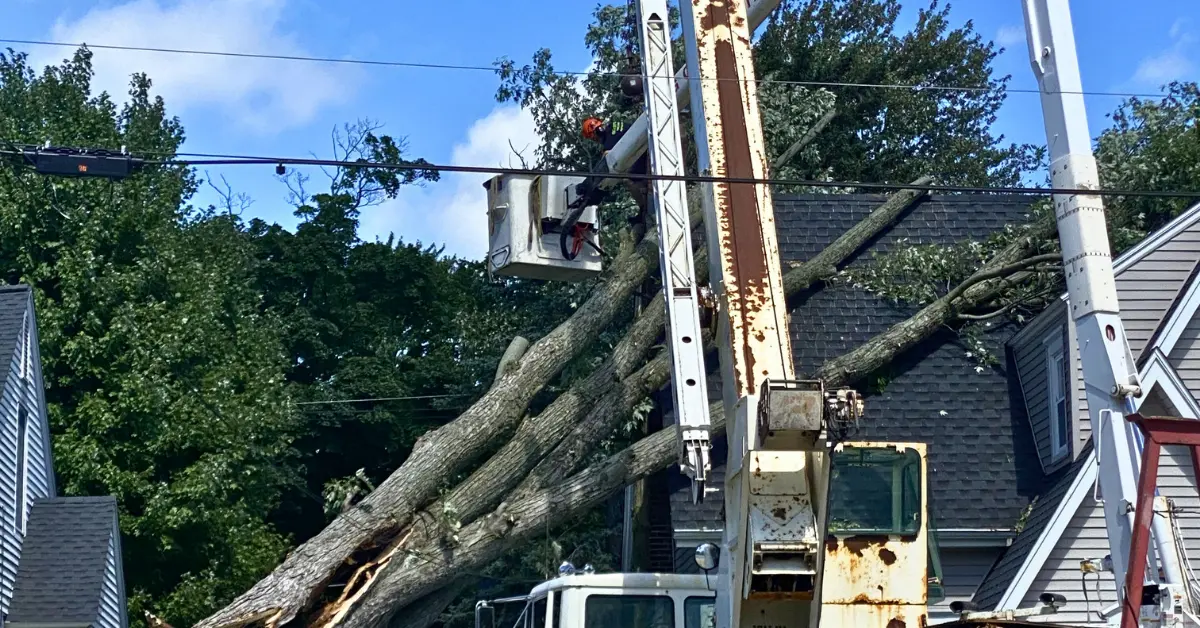 24/7 Emergency Tree Service in Grand Rapids, MI