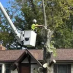 Hazardous tree removal service in Grand Rapids