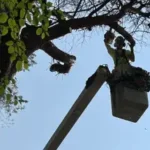 Tree trimming service in Grand Rapids shaping large tree