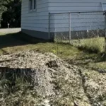 Stump grinding machine removing old tree stump