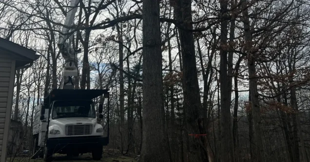 Signs Your Tree Needs Immediate Removal in Grand Rapids, MI