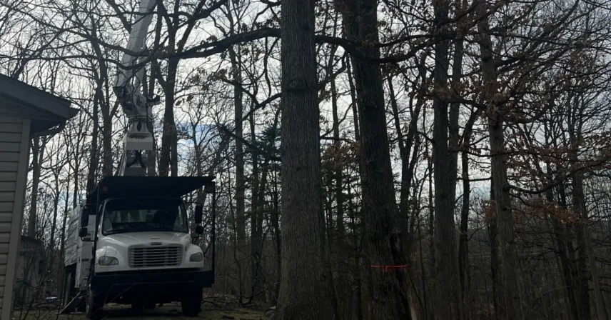 Signs Your Tree Needs Immediate Removal in Grand Rapids, MI