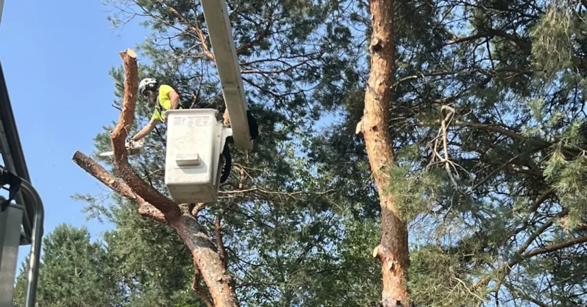 When Is the Best Time to Trim Trees in West Michigan