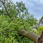 Large tree uprooted after a spring storm in Grand Rapids